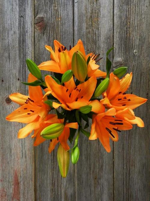 PUMA  ORANGE L.A. HYBRID LILIES